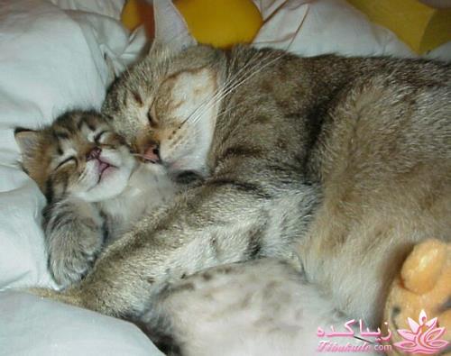 قاطی پاطی..........تاتی تاتی